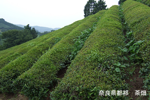 やさしいお茶 水だし番茶