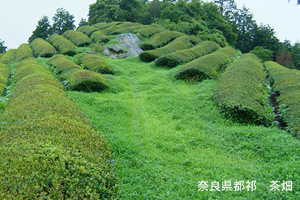 奈良県都祁